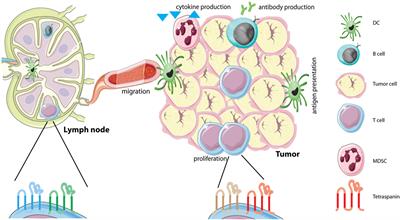 Antitumor Immunity Is Controlled by Tetraspanin Proteins